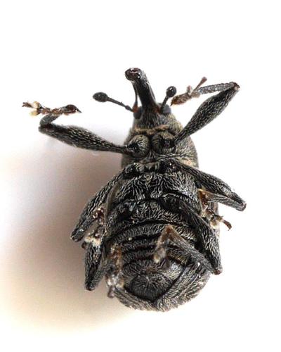Réf. 346 800 : Anthonomus rubi